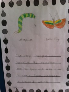 We learned that caterpillars turn into butterflies