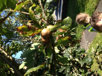 Baby acorns