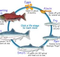 life cycle of a salmon